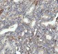 Anti-ULK1/Atg1 Rabbit Monoclonal Antibody